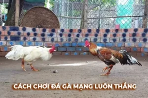 Làm Chủ Đá Gà Sabong Tại Bet88 Trở Thành Chiến Thần Sới Gà