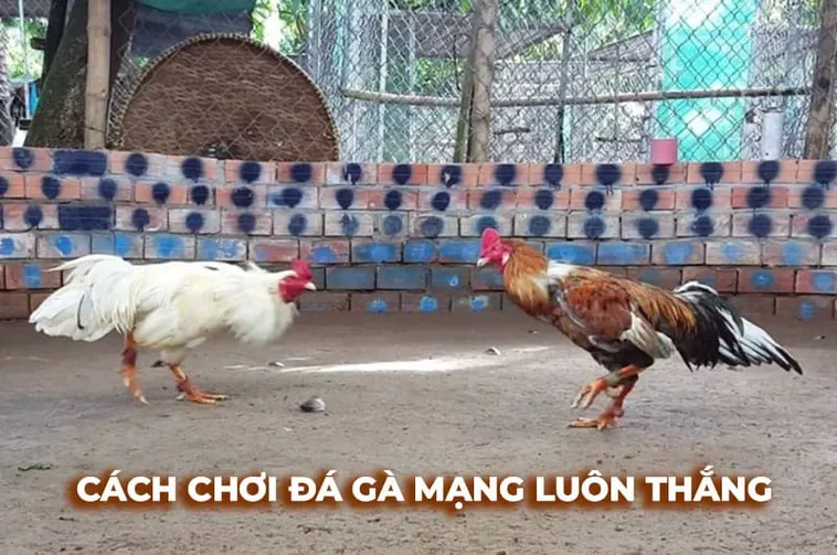 Làm Chủ Đá Gà Sabong Tại Bet88 Trở Thành Chiến Thần Sới Gà 1 Làm Chủ Đá Gà Sabong Tại Bet88 Trở Thành Chiến Thần Sới Gà